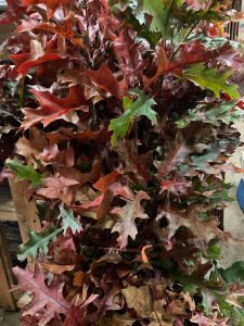 9.02.22 Oak Branches, Green & Red Colored Foliage