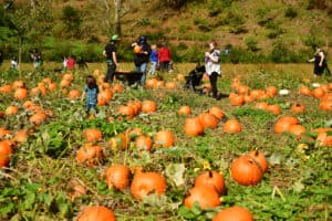 Kilchis River Pumpkin Patch & Corn Maze Tillamook, Oregon.