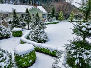11.26.22 High Elevation Noble Fir Trees