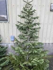 christmas tree 3