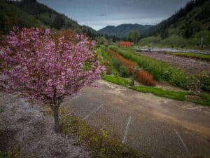 4.24.22 Double Flowering Pink Cherry Blossoms