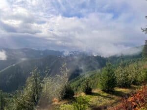 High Elevation Noble Fir Trees