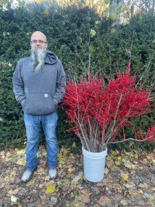 11.06.22 Ilex Red Winter Christmas Berries