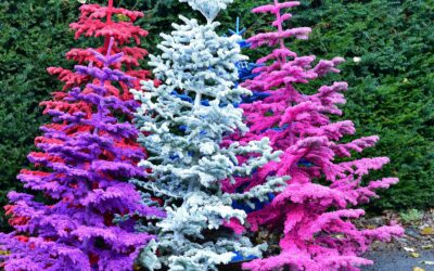 12.18.22 Christmas Specialty Branches