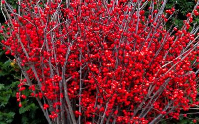 Red Ilex Winterberries