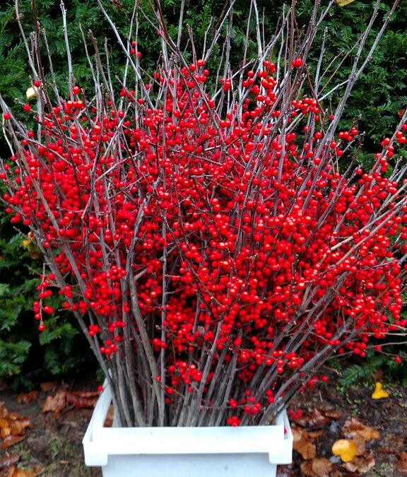 Extra Tall Red Ilex Berries