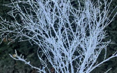 White Christmas Floral Branch