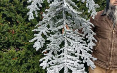 Flocked Christmas Branches