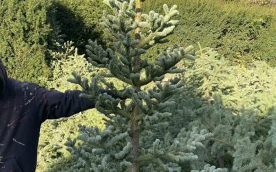 Noble Fir Trees Wild Harvested Shipped Nationwide