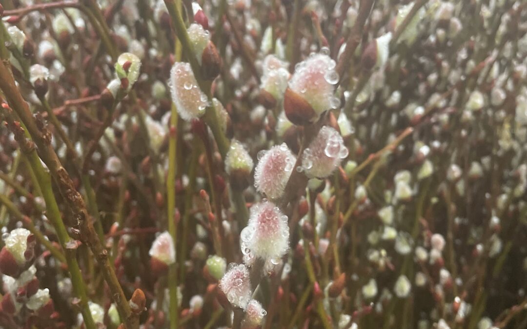 Pussy Willow Naturally Grown Oregon Harvested