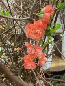 Chinese New Year Branches