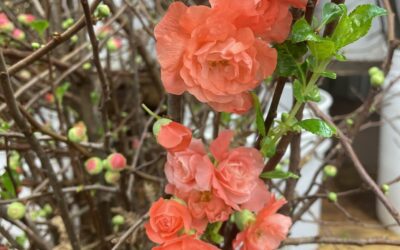 Chinese New Year Forsythia & Quince Blossoms