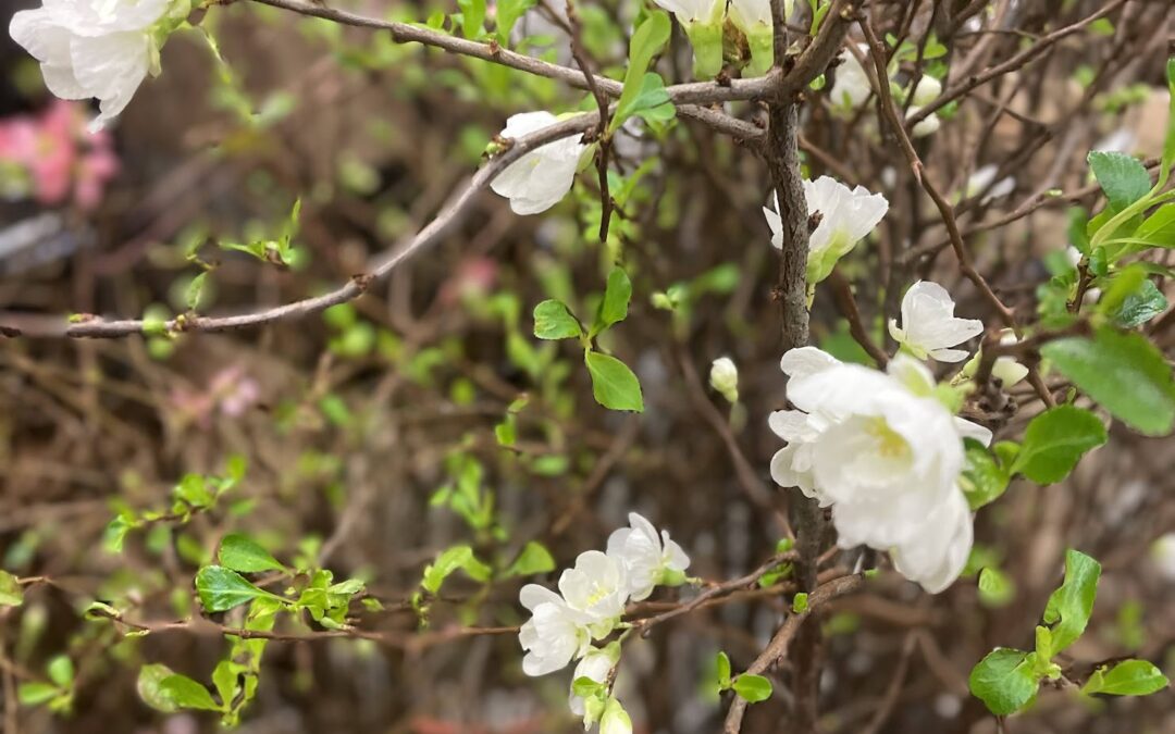 White Quince Blooming Branches Chinese New Year