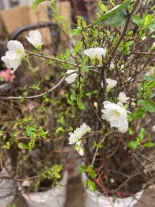 White Quince Blooming Branches Chinese New Year