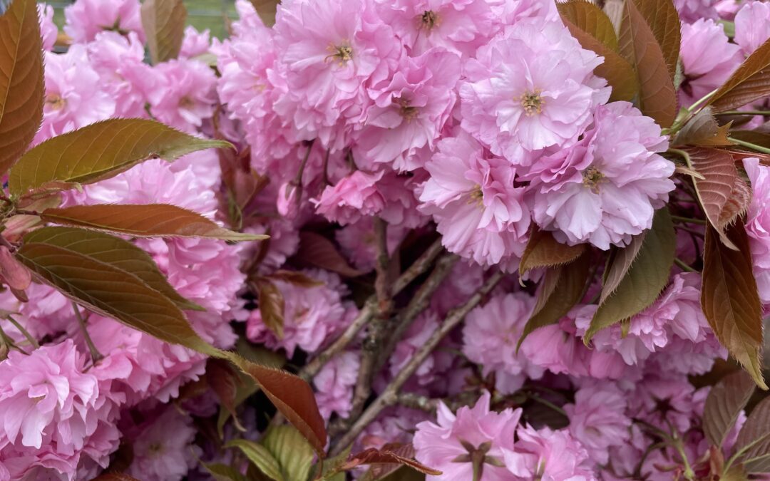 pink cherry blooming branches