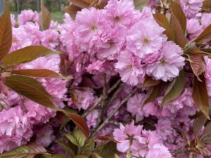 pink cherry blooming branches