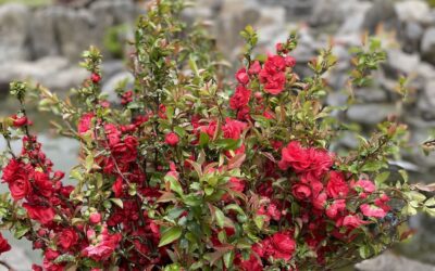 Tall Quince Blooming Branches Chinese New Year