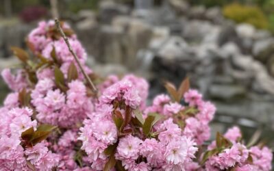 Double Pink Cherry Blossoms
