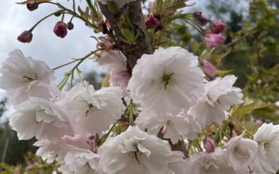 Blooming Cherry Branches Double Pink, Double White Cut Flowers