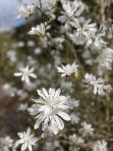 White Tulip Magnolia Blooming Branches