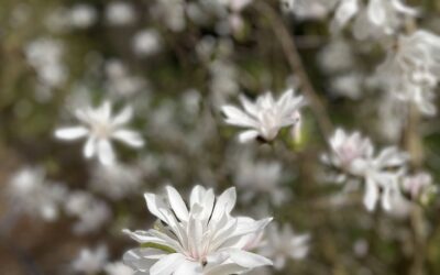 White Tulip Magnolia Blooming Branches
