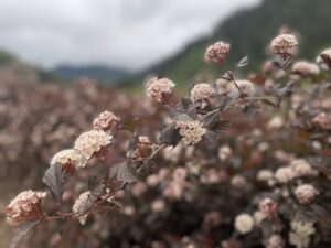 Flowering Ninebark Wholesale Foliage