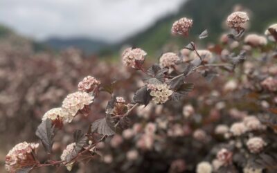 Flowering Ninebark Wholesale Foliage