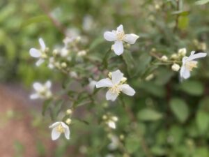 Mock Orange Wedding Flower