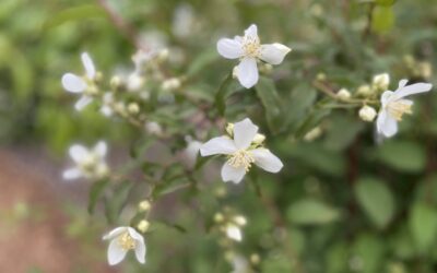 Mock Orange Wedding Flower