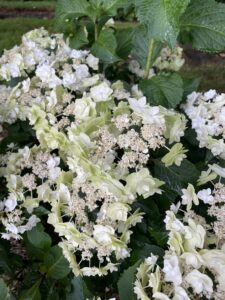 Lacecap White Hydrangea Flowers