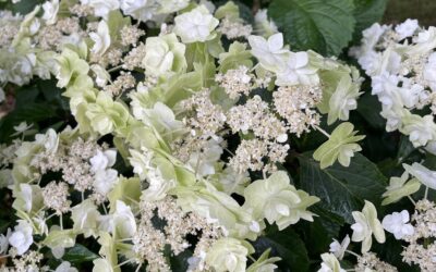 Lacecap White Hydrangea Flowers