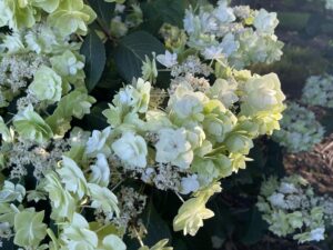 Lacecap White Hydrangea Flowers