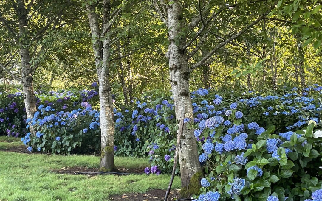 Hydrangea Flowers Farm Grown