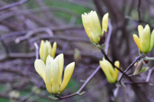 Easter Flowering Branches Magnolia & Cherry