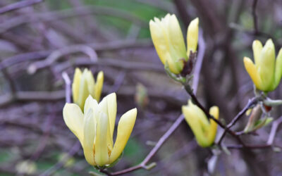 Easter Flowering Branches Magnolia & Cherry