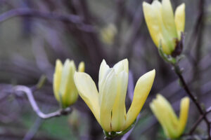Oregon Coastal Flower specializes in Flowering Branches.
