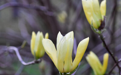 Oregon Coastal Flower specializes in Flowering Branches.