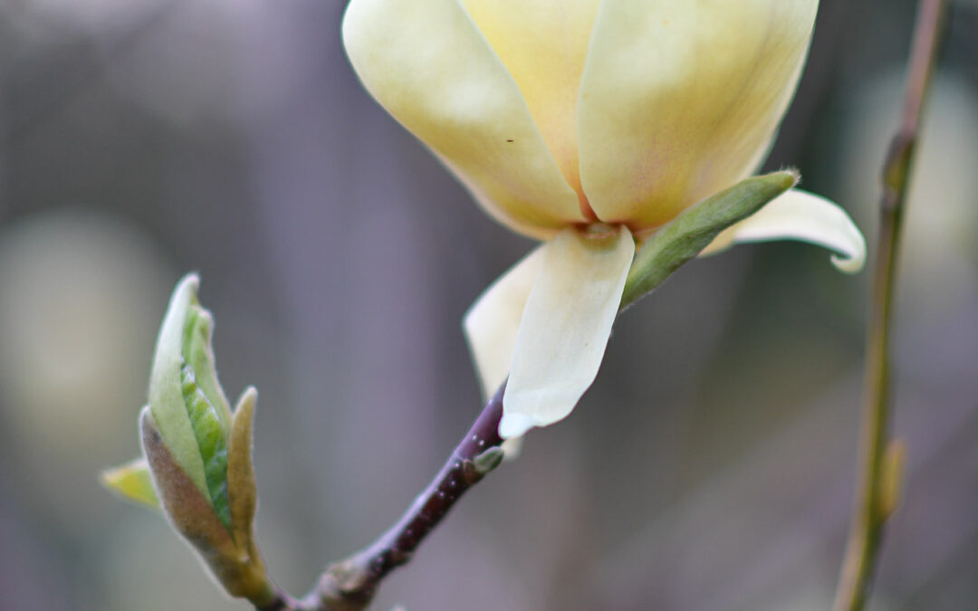 Purple Magnolia Blossoming Branches