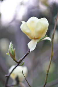 Purple Magnolia Blossoming Branches