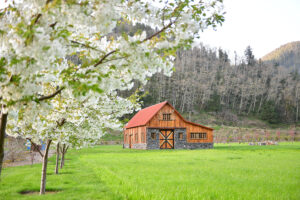 Double White Cherry Blossoms