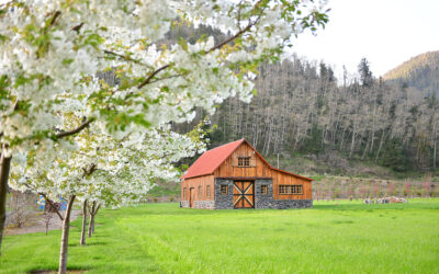 Double White Cherry Blossoms