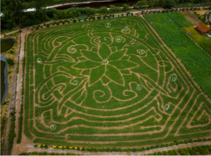 Kilchis River Pumpkin Patch & Corn Maze