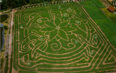 Kilchis River Pumpkin Patch & Corn Maze