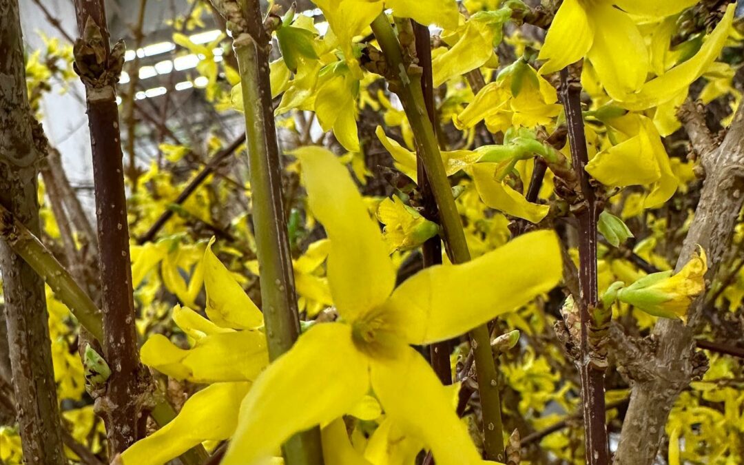 blooming forsythia branches