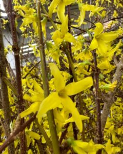 blooming forsythia branches