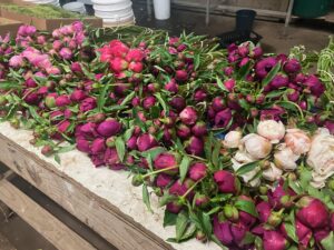Peony Cut Flowers Mother's Day