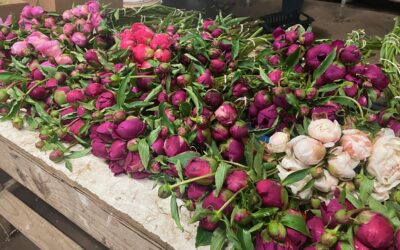Peony Cut Flowers Mother’s Day