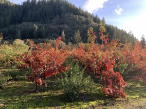 Fall Foliage Red Oak Leaves