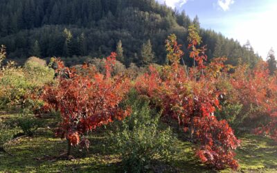 Fall Foliage Red Oak Leaves