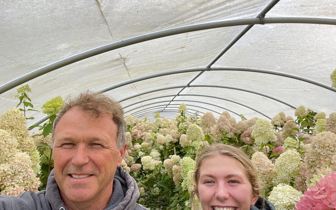 Limelight Hydrangea Fresh Cut Flowers